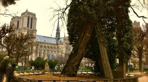 Albero-parigi