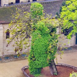 L'Albero più vecchio di Parigi