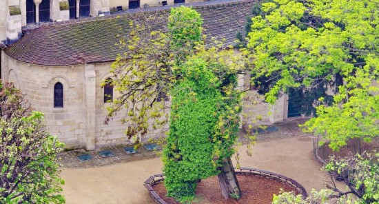 L'Albero più vecchio di Parigi
