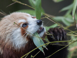 jardin des plantes zoo