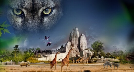 Visita serale con aperitivo allo Zoo di Parigi