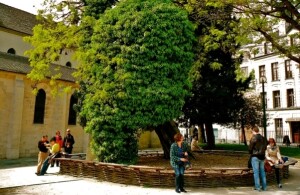 vecchio-albero-parigi