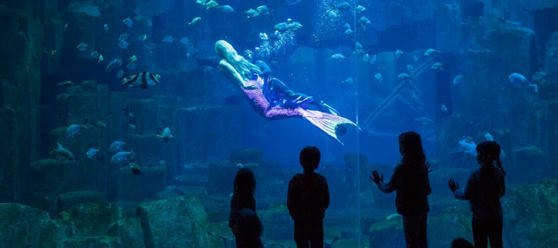 Prenota ora i biglietti d'ingresso per l'Acquario di Parigi