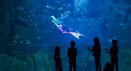Acquario Parigi Sirena