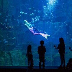 Aquarium de Paris Cinéaqua: L’acquario tropicale di Parigi