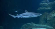 Acquario Parigi Squalo