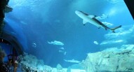 Acquario Parigi Vasca Squali