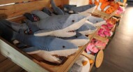 Acquario Parigi toys