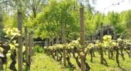 parc de bercy vigneto foto di Formosa Wandering via flickr