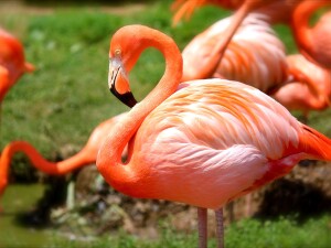 Fenicotteri zoo di Parigi