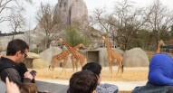 Zoo di parigi giraffe