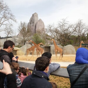 Zoo di parigi giraffe