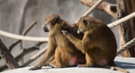 zoo di parigi babbuini
