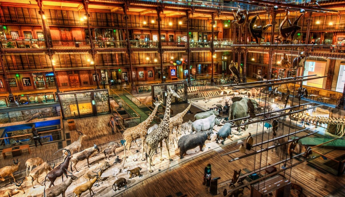 Dalle crociere ai musei: scopri la nostra selezione di esperienze parigine in promozione speciale