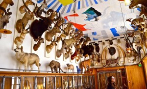 Museo della Caccia