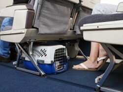 chien avion cabine