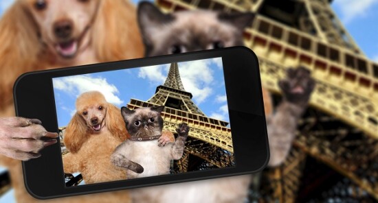 Visitare Parigi con il proprio cane o gatto