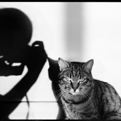 Gatti in primo piano alla Casa della Fotografia di Parigi