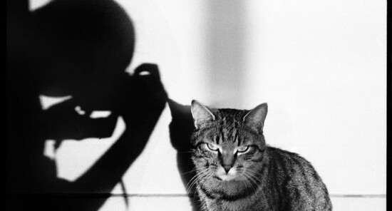 Gatti in primo piano alla Casa della Fotografia di Parigi
