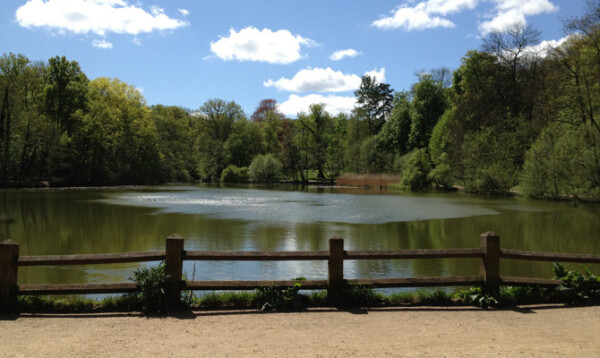 Foret de la Malmaison b