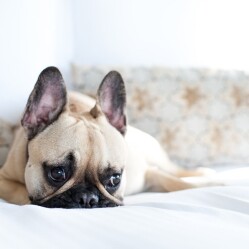 8 Hotel di Parigi dove cani e gatti sono ammessi