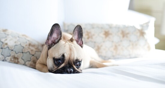 8 Hotel di Parigi dove cani e gatti sono ammessi